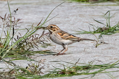 Emberiza schoeniclus