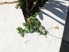 Tridax procumbens