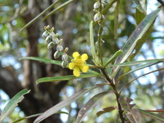 Hibbertia lucens