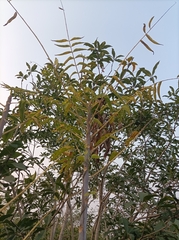 Meliaceae