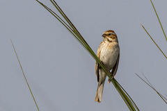 Emberiza schoeniclus