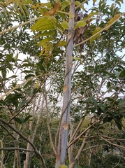 Meliaceae