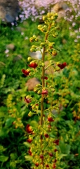 Scrophularia rubricaulis