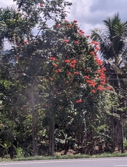 Spathodea campanulata