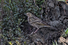 Anthus roseatus