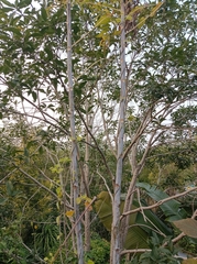 Meliaceae