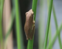 Litoria olongburensis