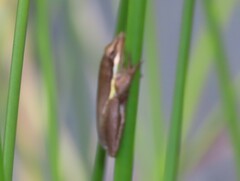 Litoria olongburensis