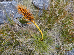 Aciphylla