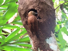 Micropternus brachyurus