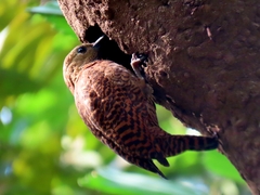 Micropternus brachyurus