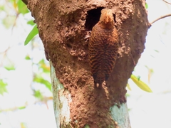 Micropternus brachyurus