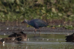 Porphyrio poliocephalus