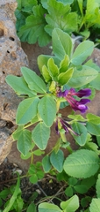 Vicia narbonensis