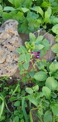 Vicia narbonensis