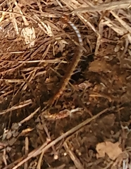 Scolopendra cingulata