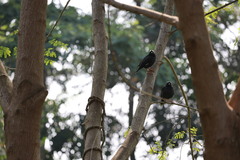 Acridotheres cristatellus