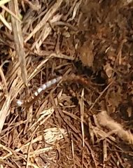 Scolopendra cingulata