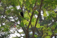 Acridotheres cristatellus