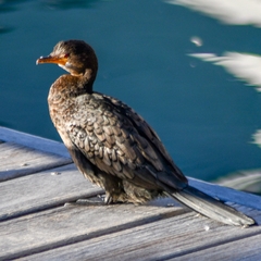 Microcarbo coronatus