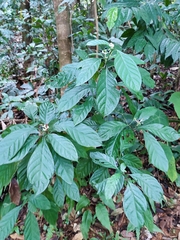 Chassalia curviflora