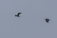 Plegadis falcinellus