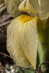 Iris lutescens