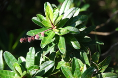 Hibbertia trachyphylla