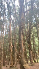 Sequoia sempervirens