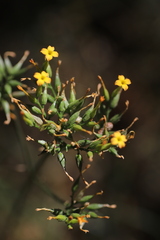 Kalanchoe densiflora