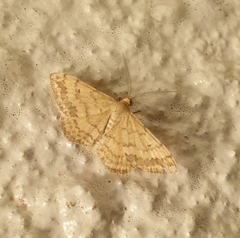 Scopula rubraria