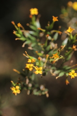 Kalanchoe densiflora