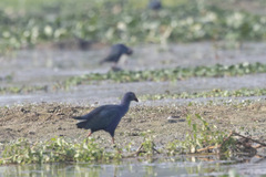 Porphyrio poliocephalus