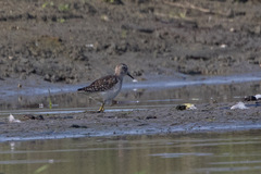 Tringa glareola