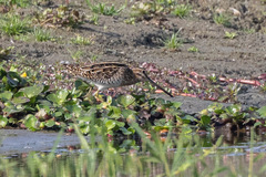 Gallinago gallinago