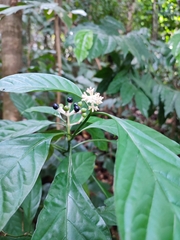 Chassalia curviflora