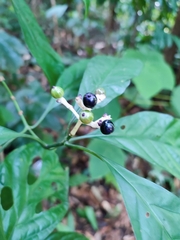 Chassalia curviflora