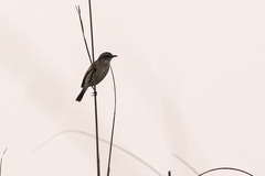 Paradoxornis flavirostris