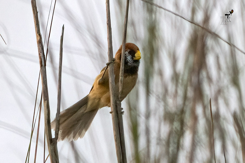 Black-Breasted Parrotbill