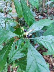 Chassalia curviflora