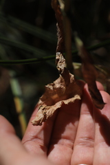 Kalanchoe densiflora
