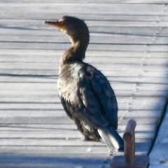 Microcarbo coronatus