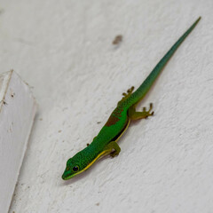 Phelsuma lineata