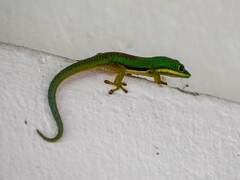 Phelsuma lineata