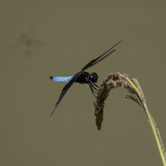 Thermorthemis madagascariensis