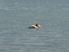 Somateria mollissima