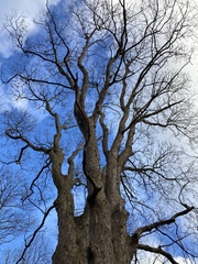 Acer pseudoplatanus