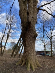 Acer pseudoplatanus