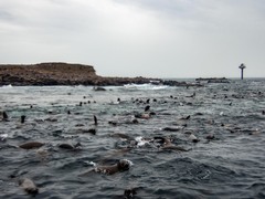 Arctocephalus pusillus