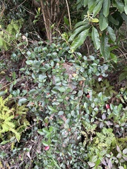 Trachelospermum